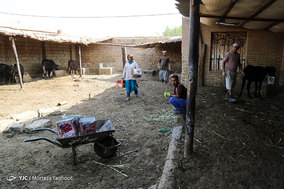 گاومیش داران