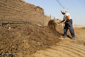 گاومیش داران