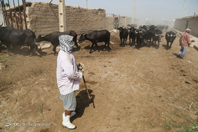 گاومیش داران