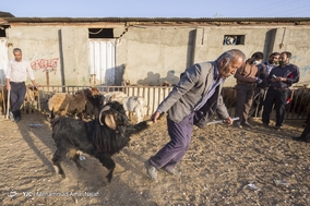 بازار خرید و فروش دام در آستانه عید قربان - همدان