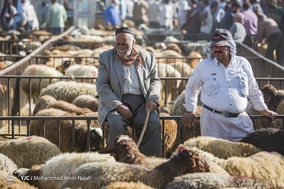 بازار خرید و فروش دام در آستانه عید قربان - همدان