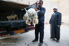 ذبح ۴۶ راس گوسفند و توزیع آن توسط موسسه خیریه شهدای مدافع حرم اهواز در شب عید مبارک قربان