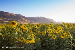 مزارع گل های آفتابگردان کردستان