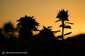 مزارع گل های آفتابگردان کردستان