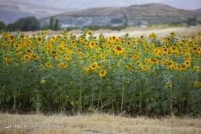 مزارع گل های آفتابگردان کردستان