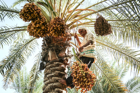 برداشت خرما در شهرستان کارون