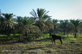 برداشت خرما در شهرستان کارون