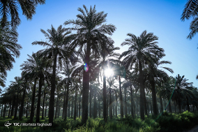 برداشت خرما در شهرستان کارون
