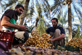 برداشت خرما در شهرستان کارون