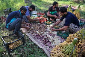 برداشت خرما در شهرستان کارون