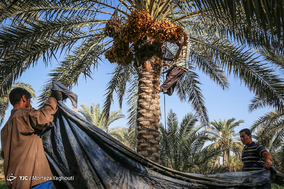 برداشت خرما در شهرستان کارون