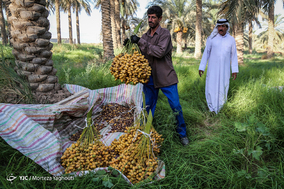 برداشت خرما در شهرستان کارون