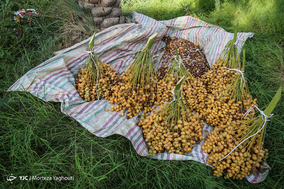 برداشت خرما در شهرستان کارون