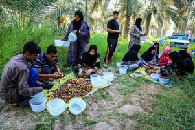 برداشت خرما در شهرستان کارون