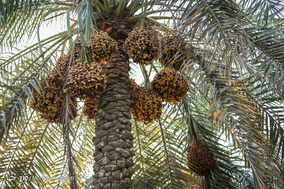 برداشت خرما در شهرستان کارون