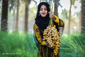 برداشت خرما در شهرستان کارون