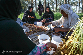 برداشت خرما در شهرستان کارون