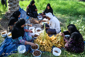 برداشت خرما در شهرستان کارون