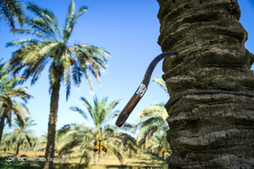 برداشت خرما در شهرستان کارون