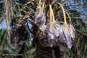برداشت خرما در شهرستان کارون