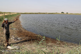 مرگ ماهیان در خرمشهر