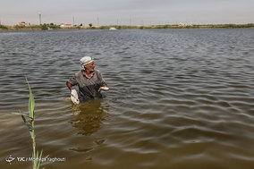 مرگ ماهیان در خرمشهر