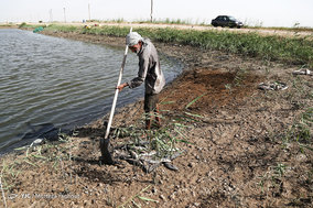مرگ ماهیان در خرمشهر
