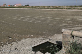 مرگ ماهیان در خرمشهر