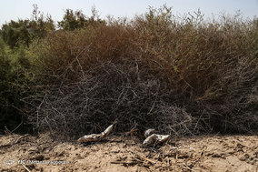 مرگ ماهیان در خرمشهر