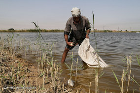 مرگ ماهیان در خرمشهر