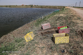 مرگ ماهیان در خرمشهر