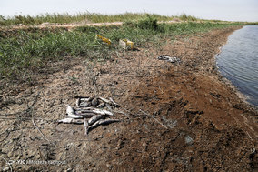 مرگ ماهیان در خرمشهر