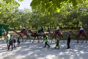ورود نمادین کاروان امام حسین (ع) به کربلا