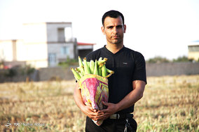 برداشت ذرت از مزارع استان مرکزی
