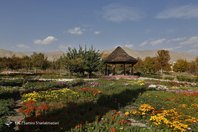 باغ گلهای داوودی