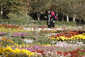 باغ گلهای داوودی
