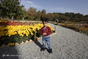 باغ گلهای داوودی