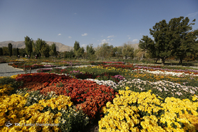 باغ گلهای داوودی