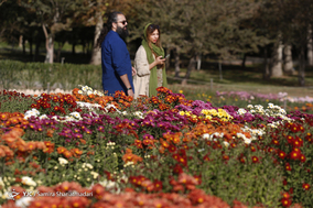 باغ گلهای داوودی