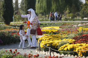 باغ گلهای داوودی