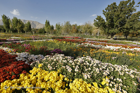 باغ گلهای داوودی