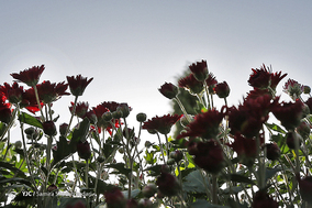 باغ گلهای داوودی