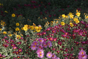 باغ گلهای داوودی
