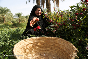برداشت چای در نخلستان‌های علوه