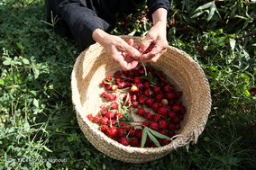 برداشت چای در نخلستان‌های علوه