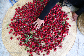برداشت چای در نخلستان‌های علوه