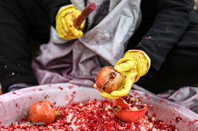 برداشت انار از باغات ارسنجان فارس