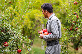 برداشت انار از باغات ارسنجان فارس