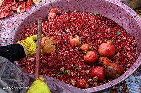 برداشت انار از باغات ارسنجان فارس