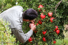 برداشت انار از باغات ارسنجان فارس
